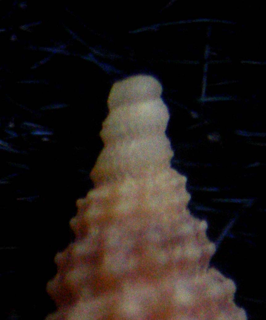 cerithiopsis judithae